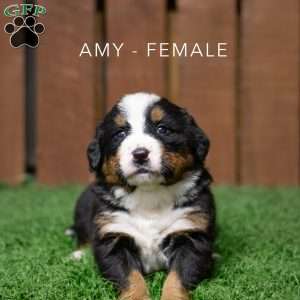 Amy, Bernese Mountain Dog Puppy